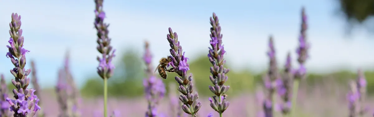 Plan pollinisateurs : ce qu’il faut retenir de la deuxième réunion du groupe de travail