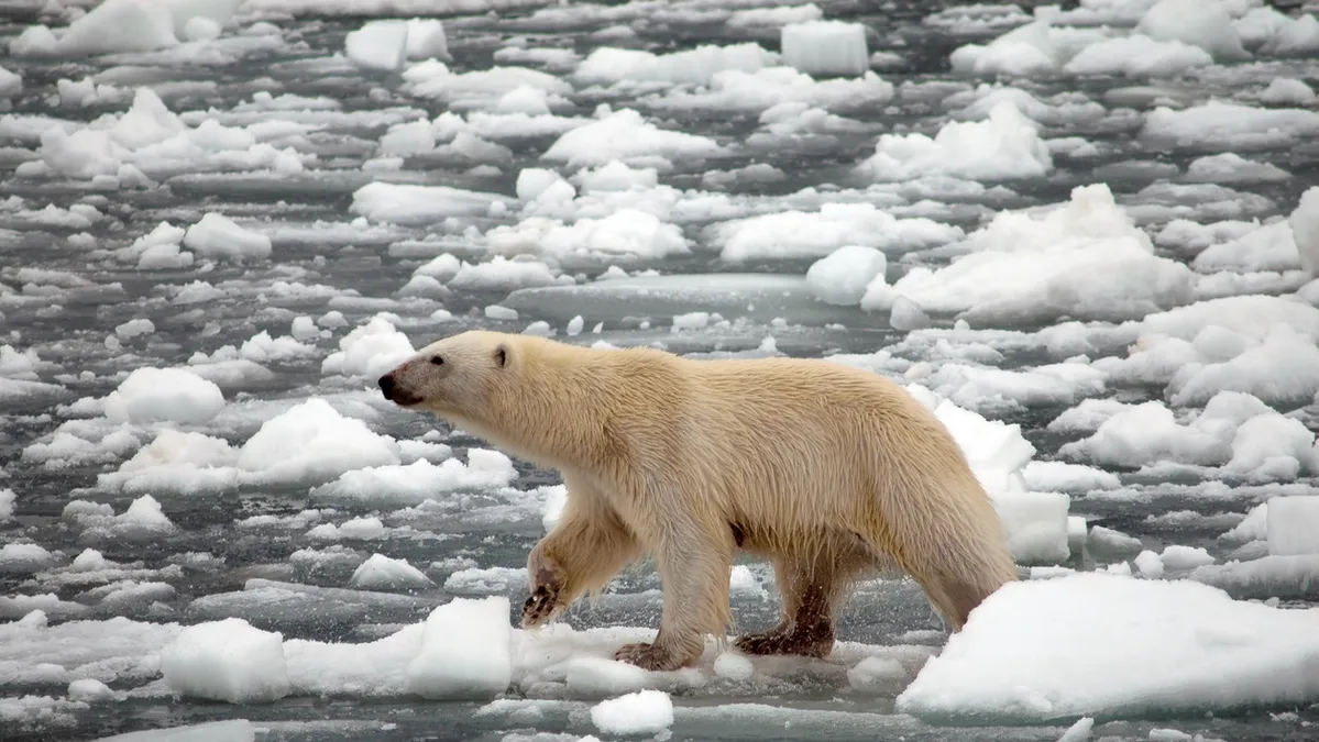 Nine things that have changed since the 2015 Paris climate agreement